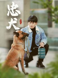 忠犬（34集）观看软件