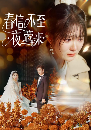 春信不至夜莺来（50集）高质量短剧推荐