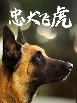 忠犬飞虎（33集）每天分享短剧