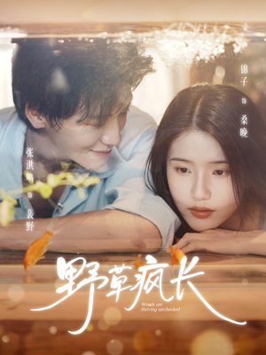 野草疯长（71集）高清无码免费看