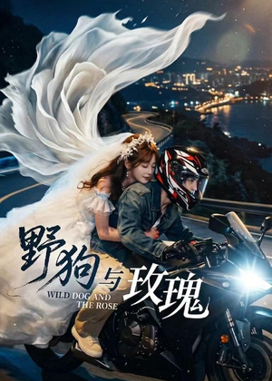 野狗与玫瑰（30集）推荐热门短剧